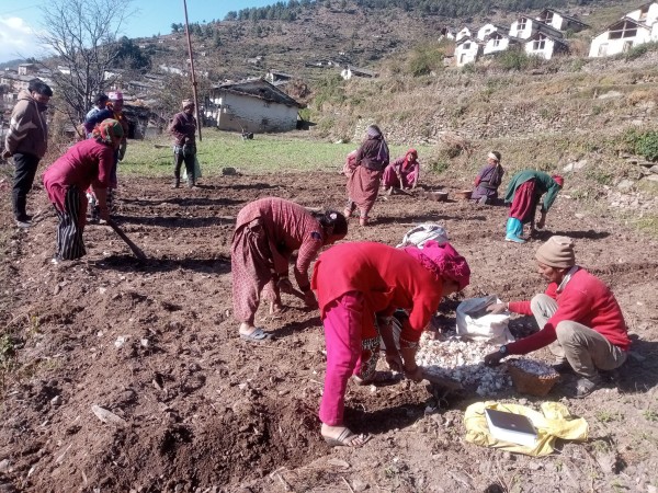 साहारा नेपालद्धारा मष्टा -७ दयमा लसुन पकेट क्षेत्र स्थापना, वडा वडामा किसान लक्षित कार्यक्रम सञ्चालन