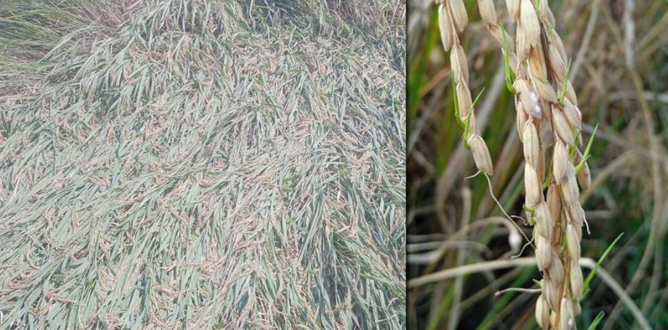 सुदूरपश्चिममा झरीका कारण पाकेको धान खेतमै उम्रन थाल्यो