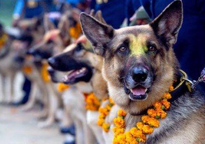 यमपञ्चकको दोस्रो दिन आज कुकुर तिहार, कुकुरको पूजा गरेर मनाइँदै