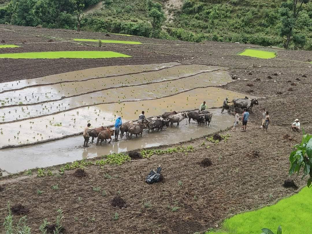 पानी पर्न थालेपछि बझाङ किसानलाई राहत महशुश, बझाङमा २० प्रतिशतमा मात्रै रोपाइँ सकियो