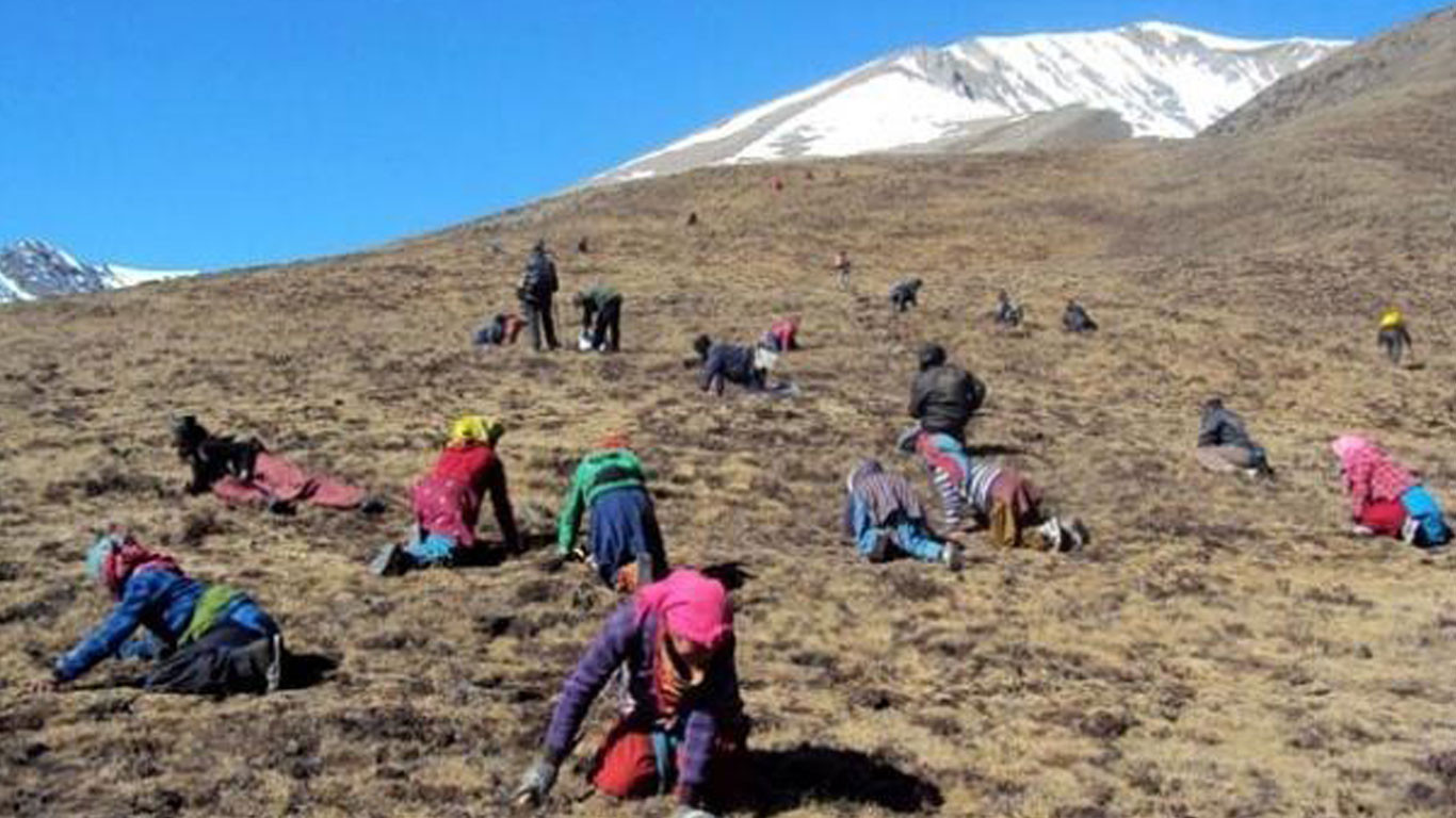 दार्चुलामा यार्सागुम्बा संकलन इजाजत खुला, १० ठाउँबाट इजाजत लिन सकिने